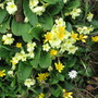 A garden flower photo