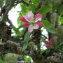 A garden flower photo