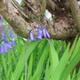 A garden flower photo