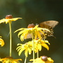 A garden flower photo