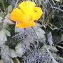 Is this a California Poppy?