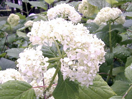 Annabelle Hydrangea (Hydrangea arborescens 