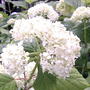 Hydrangea arborescens "Annabelle"
