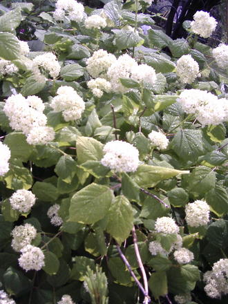 Hydrangea blooming (Hydrangea arborescens 