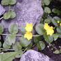 Creeping Jenny in bloom (Lysimachia nummularia (Creeping jenny))