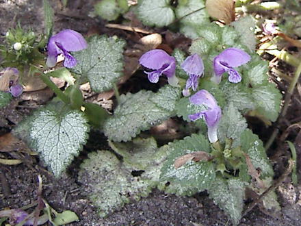 'Pink Pewter' Lamium (Lamium maculatum 'Pink Pewter')