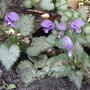 Lamium maculatum 'Pink Pewter'