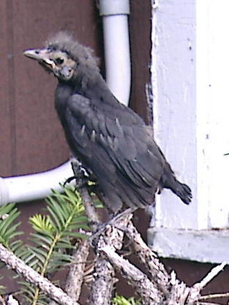 Young Visitor