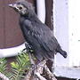 2008-06-27_005wee_grackle