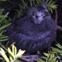 Grackle