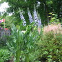Astilbe! finally,  Delphs..yesterday's storm  broke the four tallest,  and callas taking over...lol.
