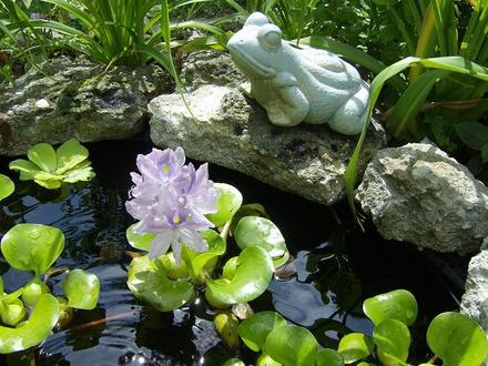 First water hyacinth