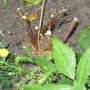 Garden_29th_june_2008_050