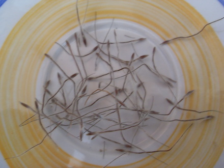 pulsatilla vulgaris seeds
