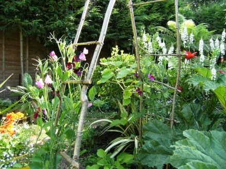Hazel arch with sweet peas. (Lathyrus odoratus (Old-Fashioned Sweet Pea))