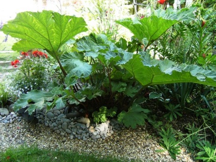Gunnera (Gunnera manicata (Gunnera))