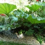 Gunnera (Gunnera manicata (Gunnera))