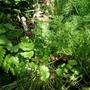 dill and coriander