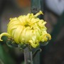 A garden flower photo