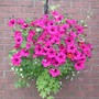 A garden flower photo