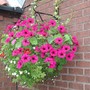 A garden flower photo