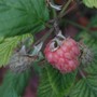 A garden flower photo