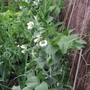 A garden flower photo