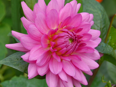 A garden flower photo