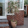 A garden flower photo