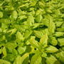 Oregano (Origanum vulgare (Oregano))