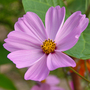 A garden flower photo