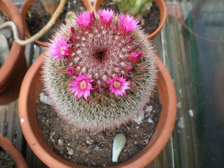 Mammillaria 