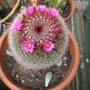 Picture_132