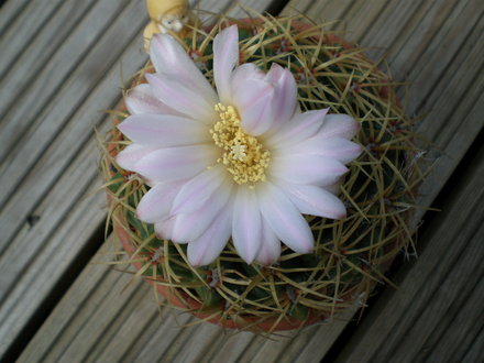 A garden flower photo