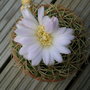 Picture_127