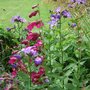 Campanula_and_penstemons_in_top_border