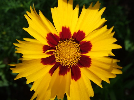 Coreopsis 'Sterntaler' (Coreopsis 'Sterntaler')