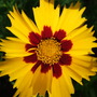 Coreopsis___sterntaler_