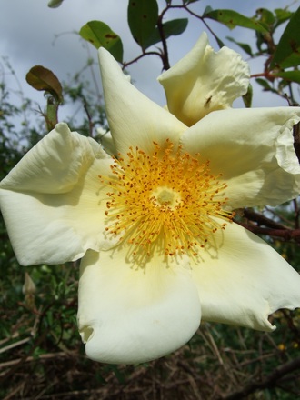 Rosa 'Mermaid' (Rosa 'Mermaid')