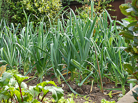 Leeks