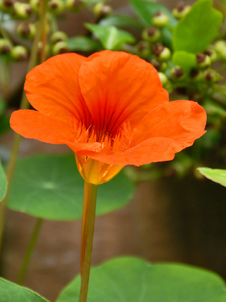 A garden flower photo