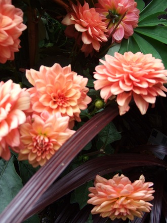 Dahlias in Grenville and Alan's garden
