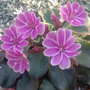 lewisia (lewisia cotyledon)