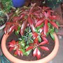 Pieris Japonica Katsura
