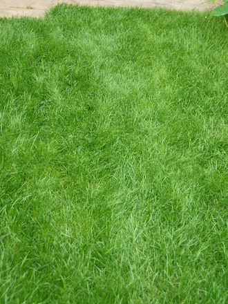 Lawn