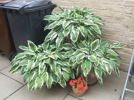 My hostas