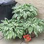 My hostas