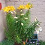 Lilies in the garden