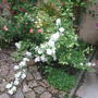 Philedelphius Mock Orange ?