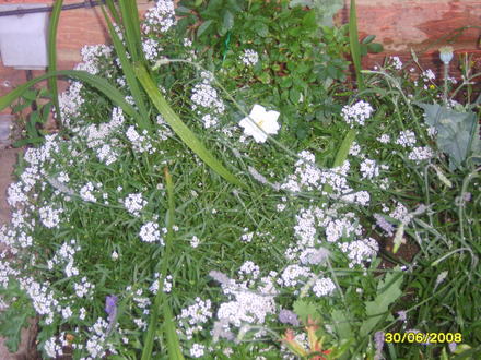 Alyssum (Lobularia maritima (Alyssum Rosie ODay))